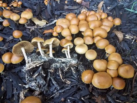 It indicates, "Click to perform a search". . Psilocybe azurescens fruiting conditions